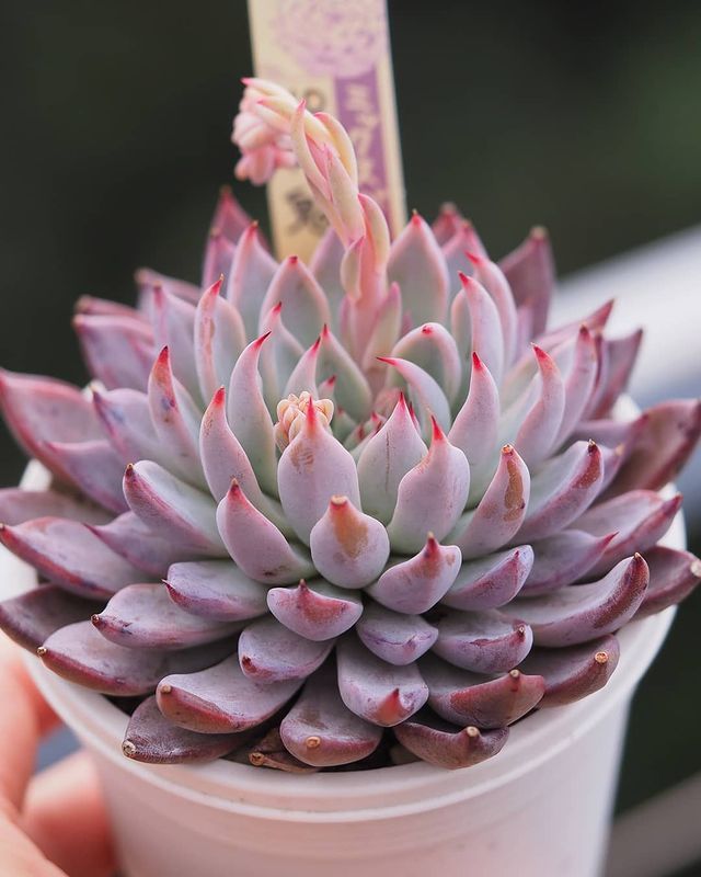 おらいさん苗ミックスベリア No.064 美紫妃 札付き 超希少 おらいさん