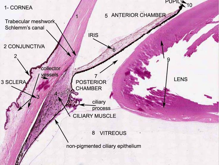 Histology: Anterior Segment of Eye
