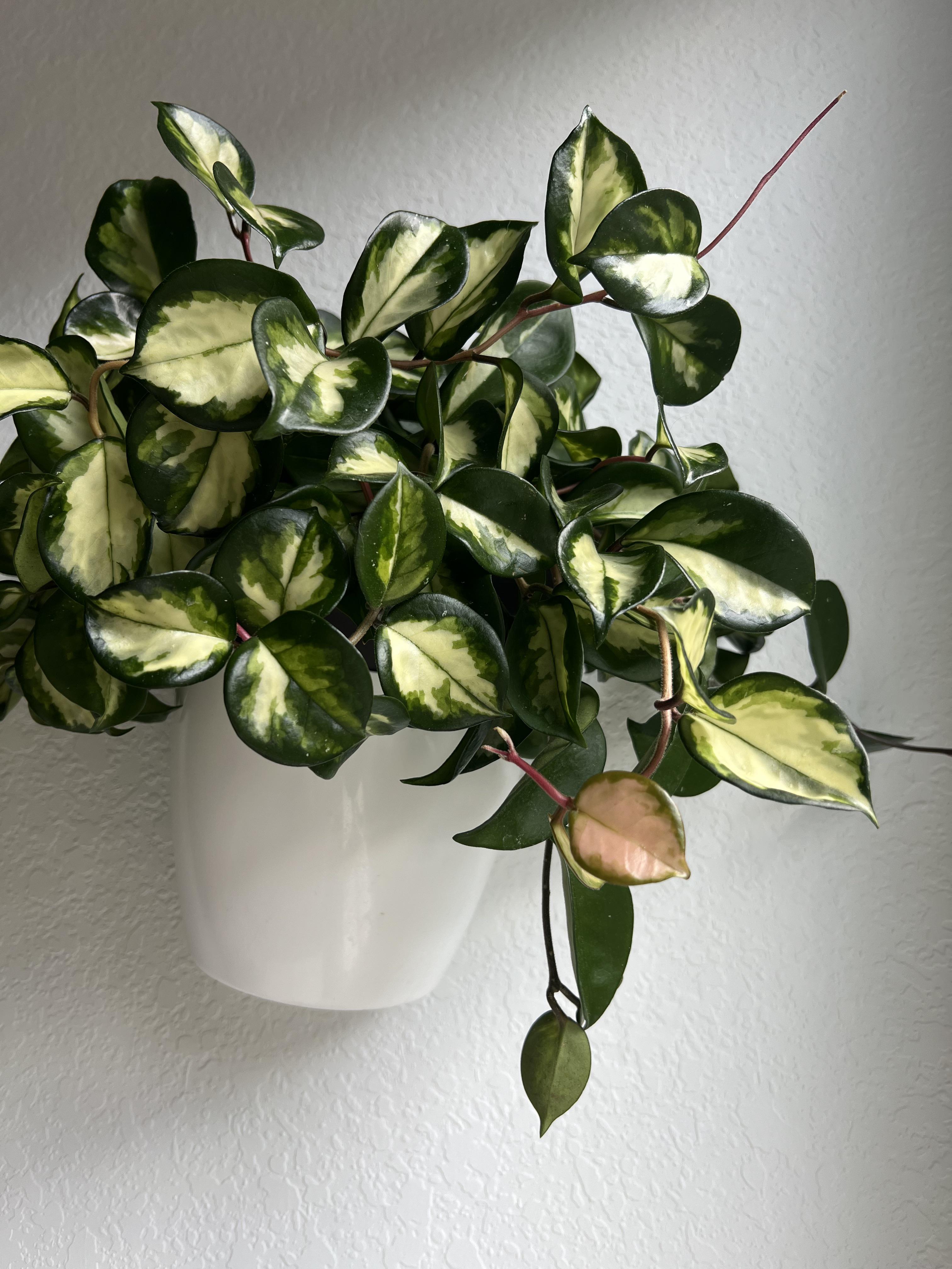 ホヤ・カルノーサ・クリムゾン・プリンセスの成長、ついに！ : r/hoyas