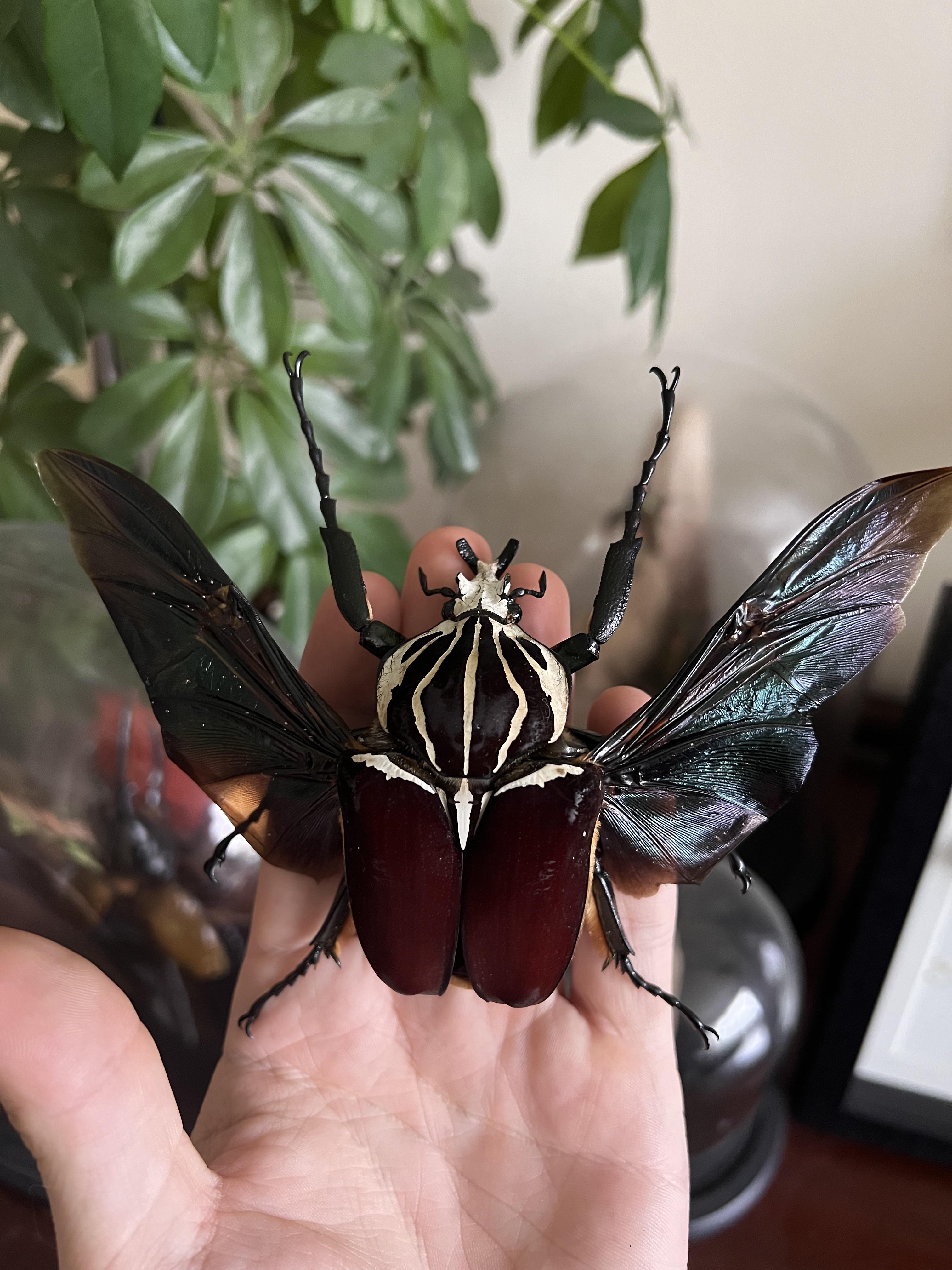 すぐに額装する予定の、ピン留めされたオオゴライアスオオツノカナブン