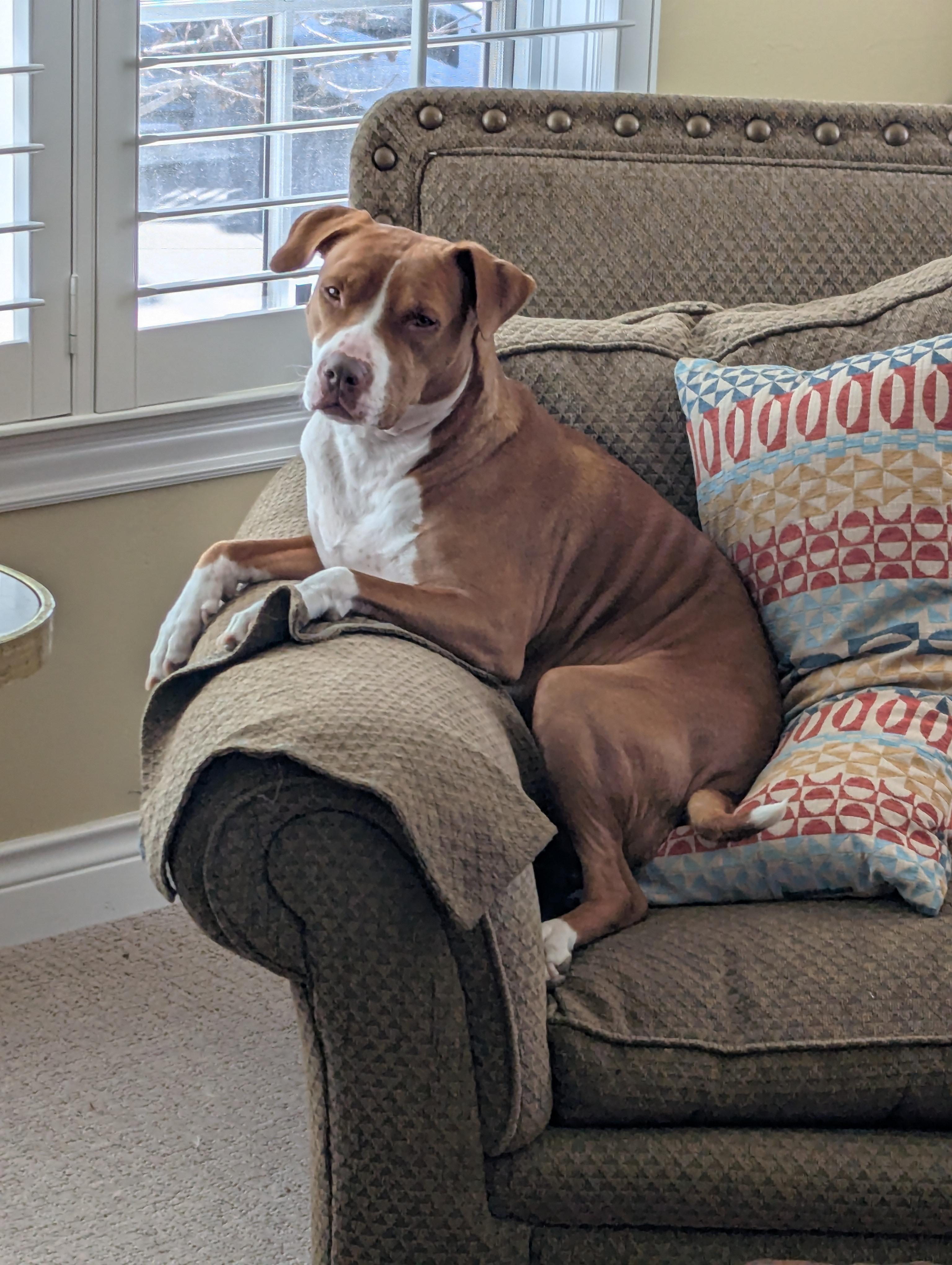 The vicious pitbull : r/pitbulls