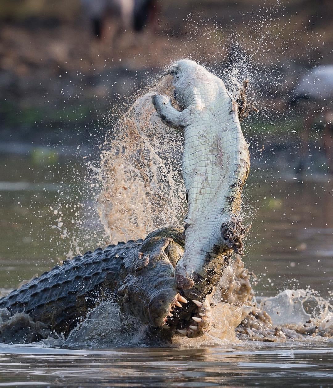 クロックスって本当に冷血だよね。豆知識：ワニは共食いすることで知