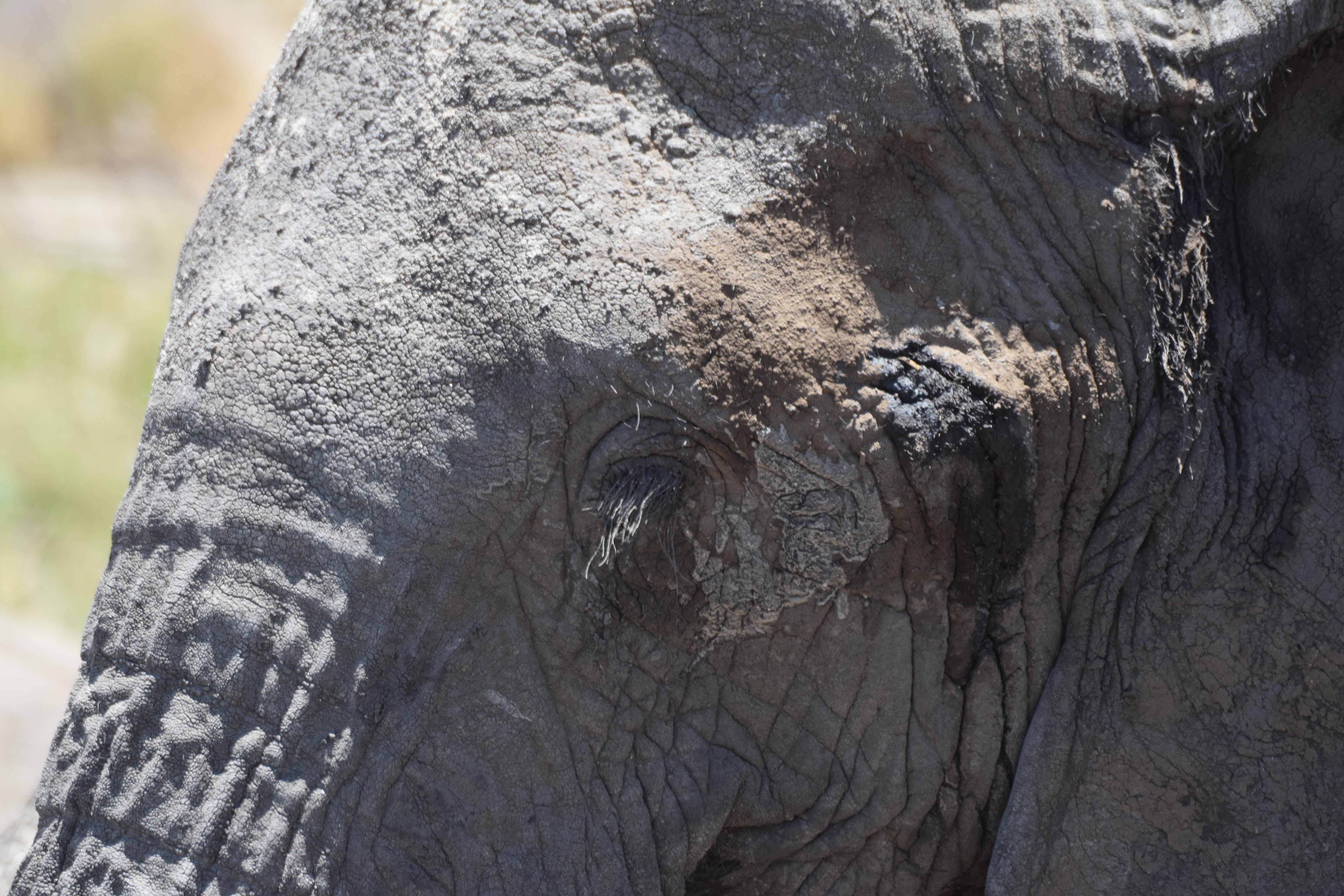 Elephant eyelashes [OC] : r/mildlyinteresting