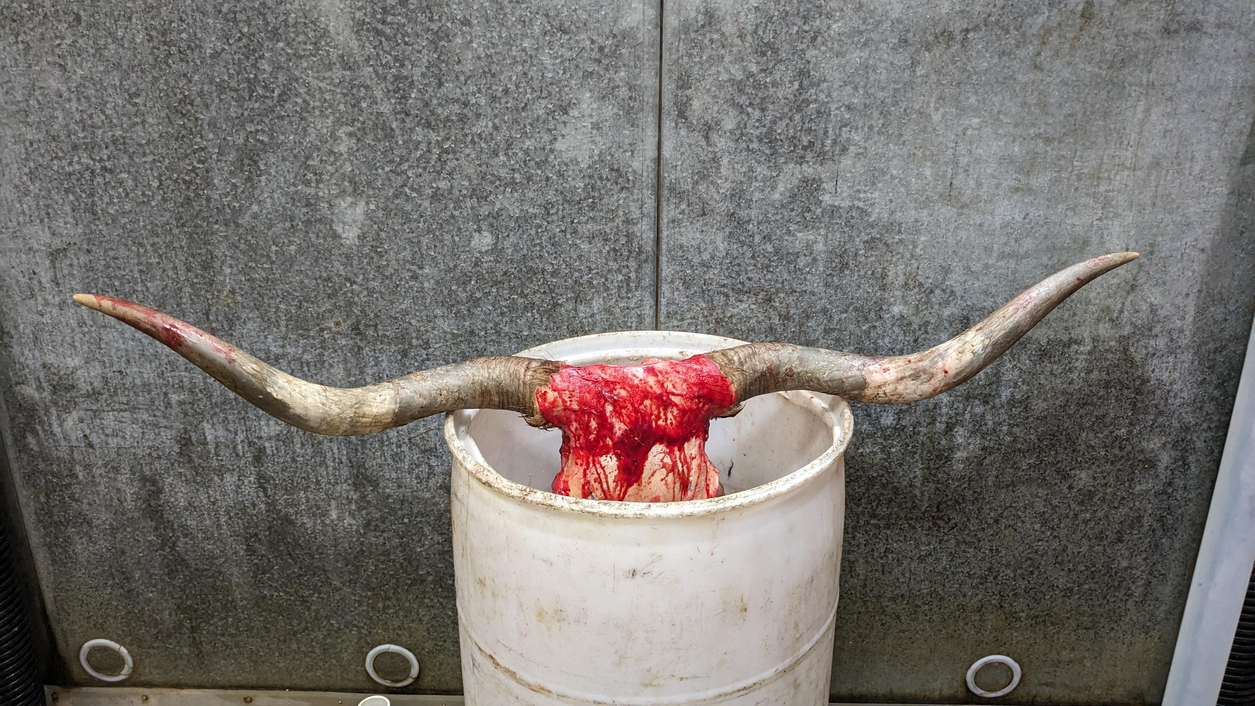 今日のロングホーン、やっつけたぜ！ : r/Butchery