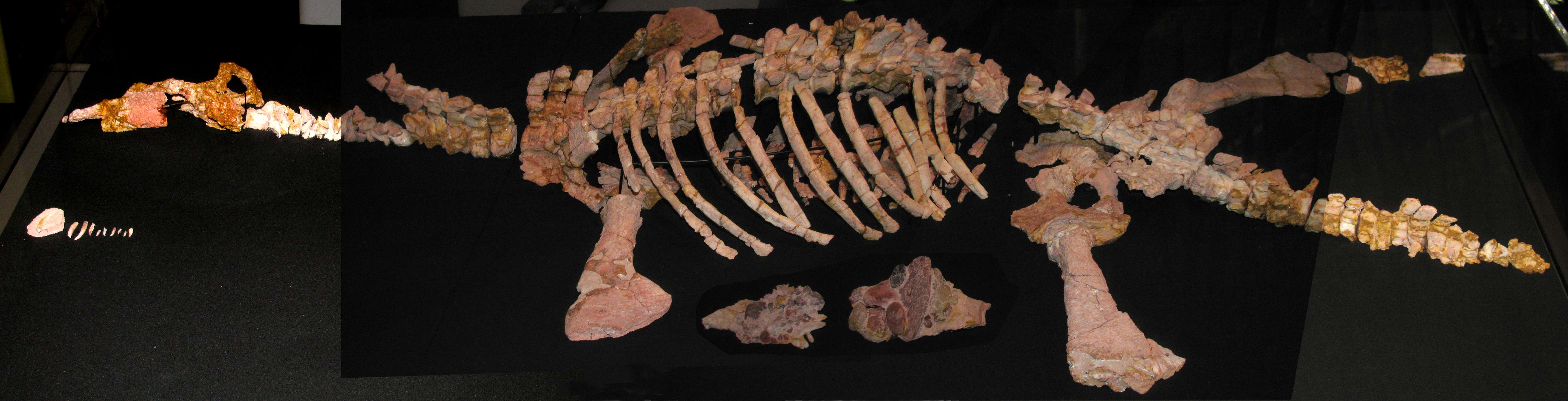 オパールの中に完全に保存されたプリオサウルスの骨格 : r/Paleontology