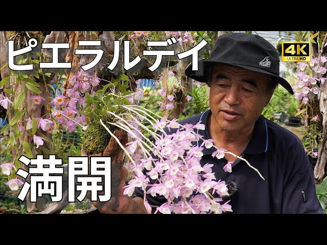 世界の野生蘭ORCHID ATLAS VOL.4 デンドロビウム・バルボフィルム 世界