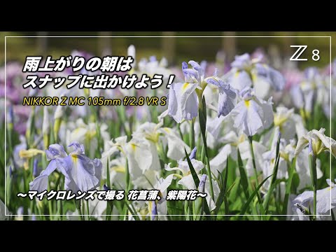 雨上がりの朝はスナップに出かけよう！NIKKOR Z MC 105mm f/2.8 VR S