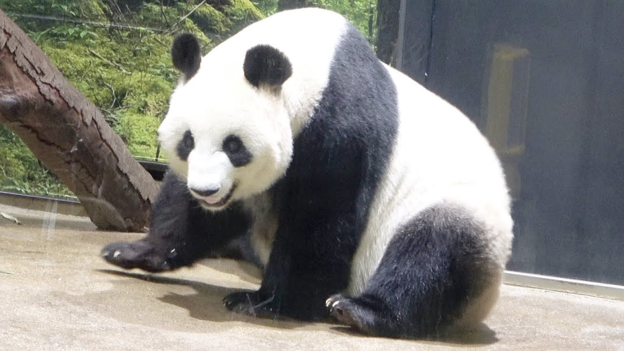 シャオシャオがシンシンのあとを追いかけて・・・。 ひざカックン