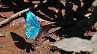 南米のモルフォチョウ Morpho Butterflies from South America - YouTube