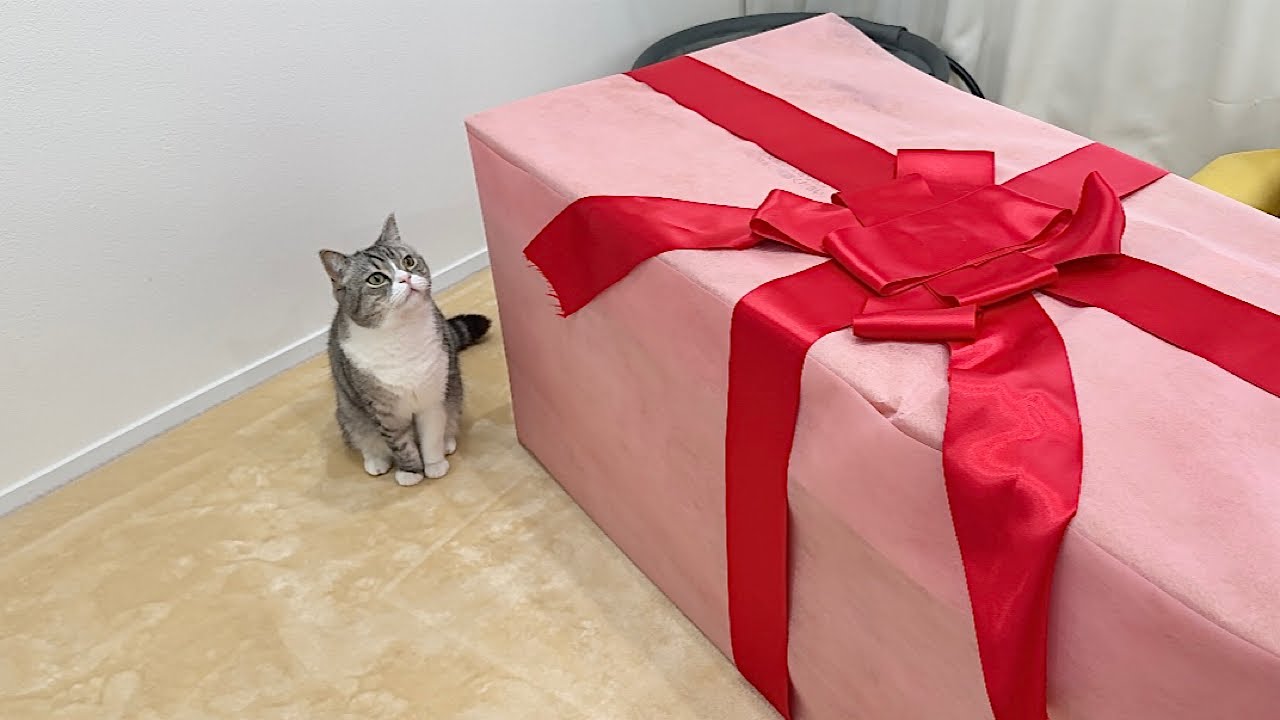 朝起きたら誕生日プレゼントが置いてあったときの猫の反応が可愛すぎた