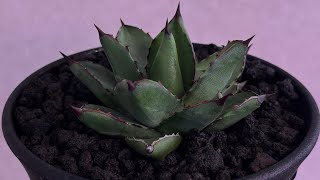 アガベ・笹の雪×イシスメンシス ハイブリッド（芽）-006｜ agave