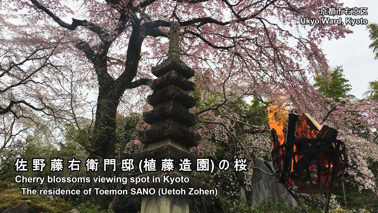佐野藤右衛門邸(植藤造園)(京都)の桜：Cherry blossoms of the