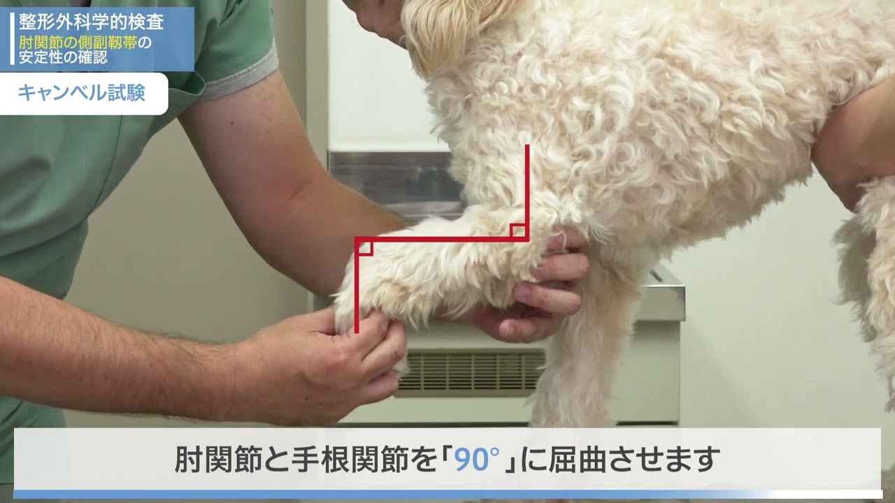 動物の運動器疾患と健康寿命を延長するための試み～早期診断を実践する