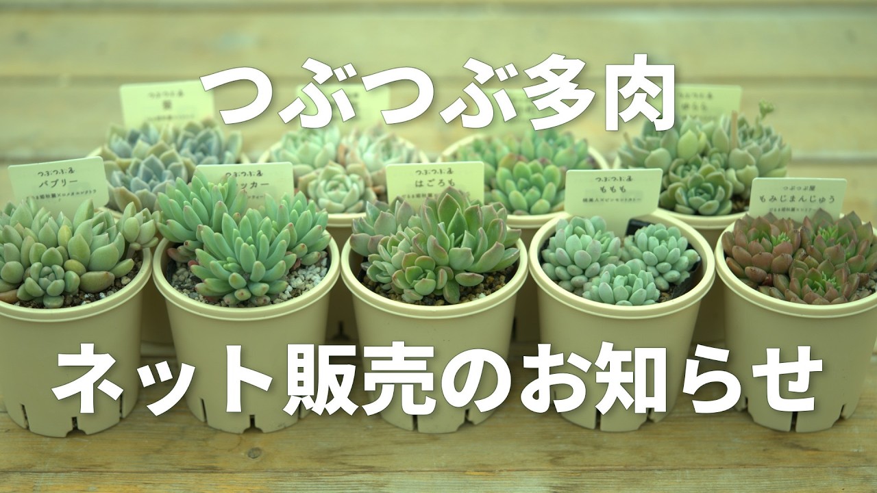 多肉植物 つぶつぶ屋 がライブ配信中！ - YouTube