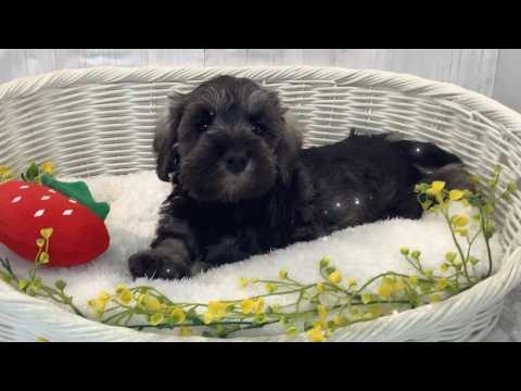 ミニチュアシュナウザー♂2602D0191 - YouTube