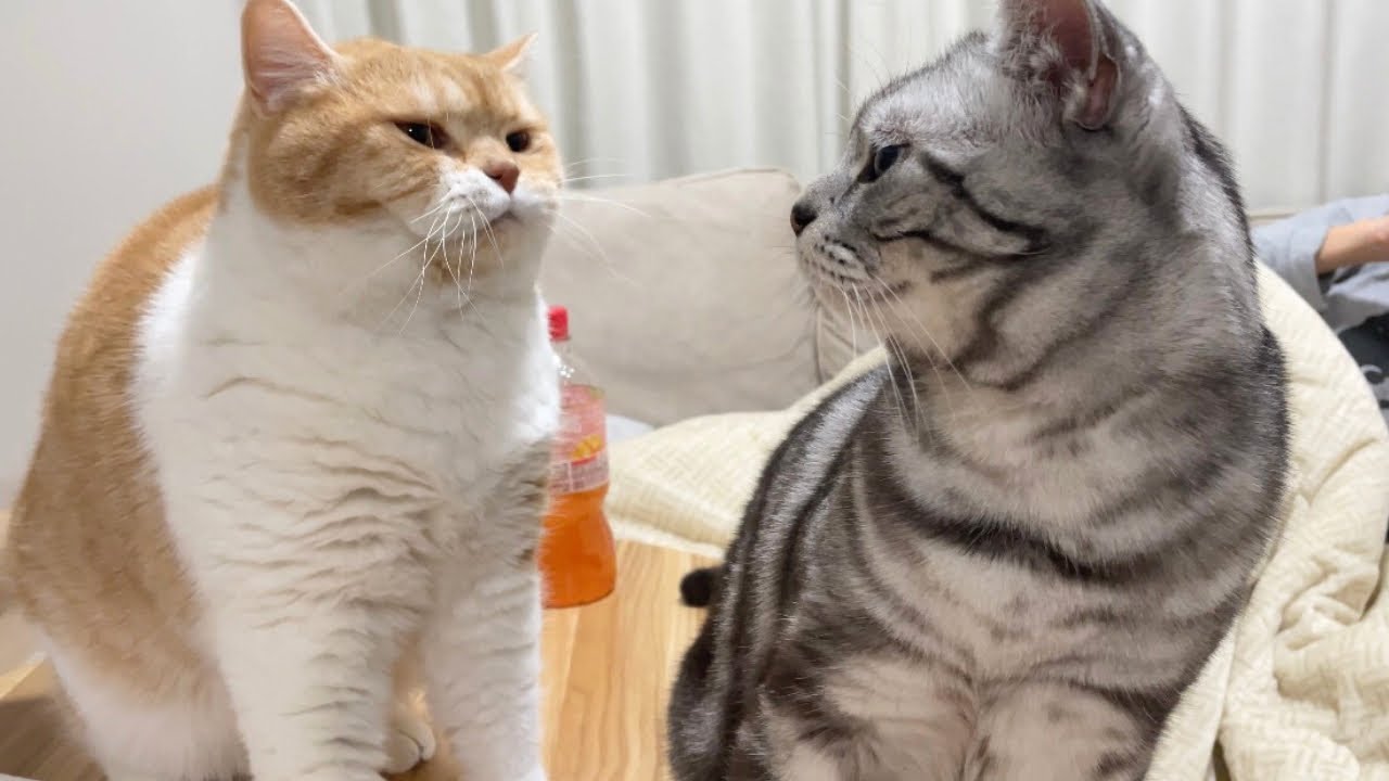 まるです17。-I am Maru 17.- - YouTube