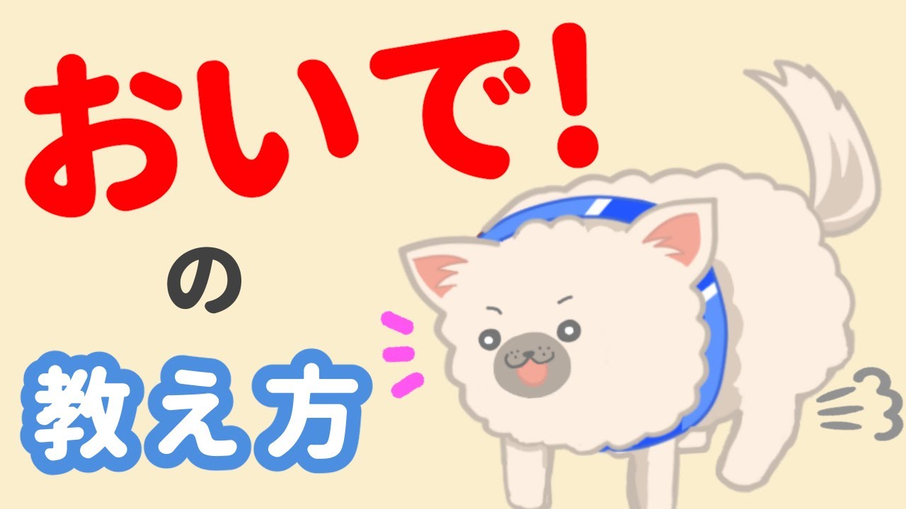 愛犬を呼びたい！おいでの教え方 - YouTube