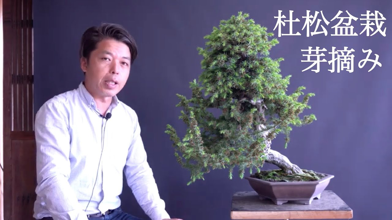 杜松盆栽 整形1 芽摘み - YouTube