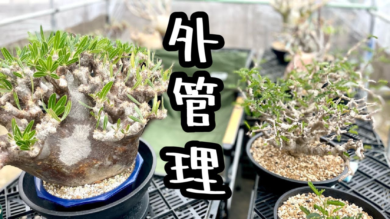 塊根植物/コーデックス』外管理開始したので近況報告しました☆ - YouTube