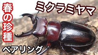 伊豆諸島の珍種 ミクラミヤマクワガタの紹介と産卵セット【クワガタ