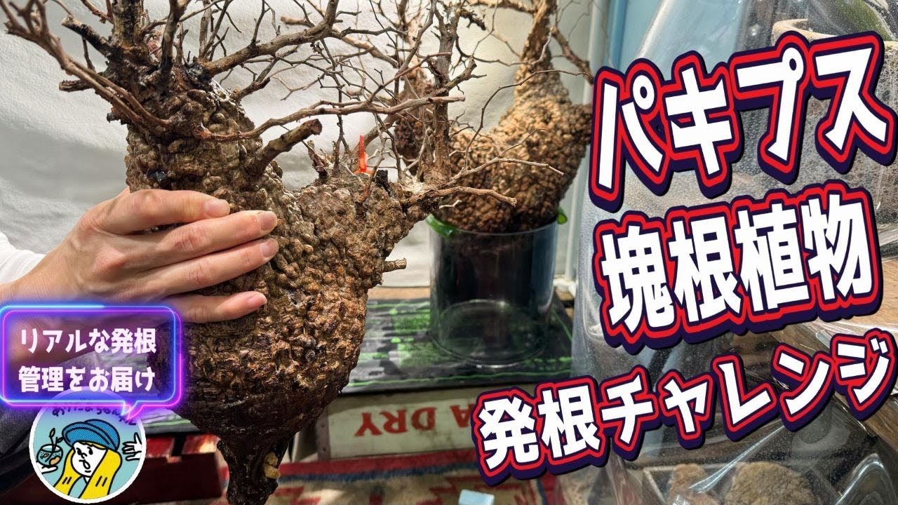 塊根植物】パキプス発根管理のリアルをお届けします（山採り株と現地発