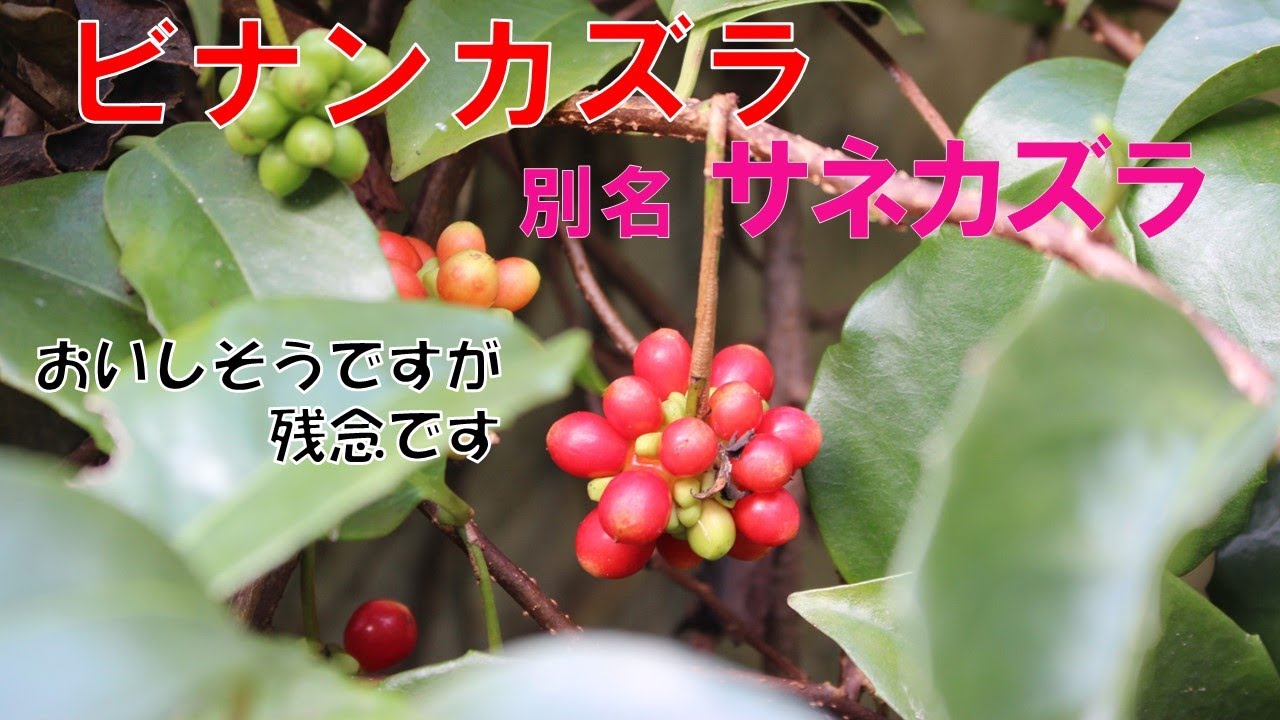 ビナンカズラの実は、ほかには見られないきれいな形をしています