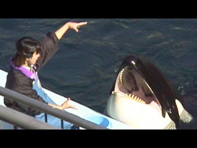 シャチのアスカちゃん フーディングタイム Orca Training time of