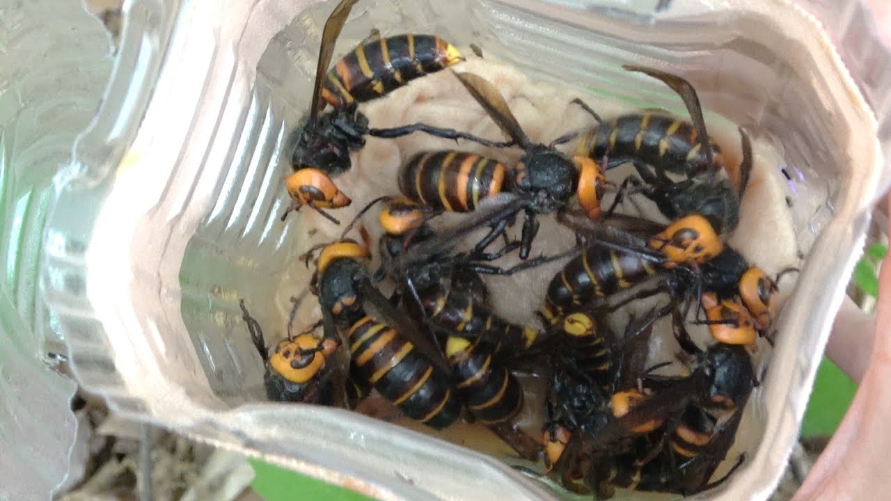 Set up a plastic bottle trap and catch a giant hornet - YouTube