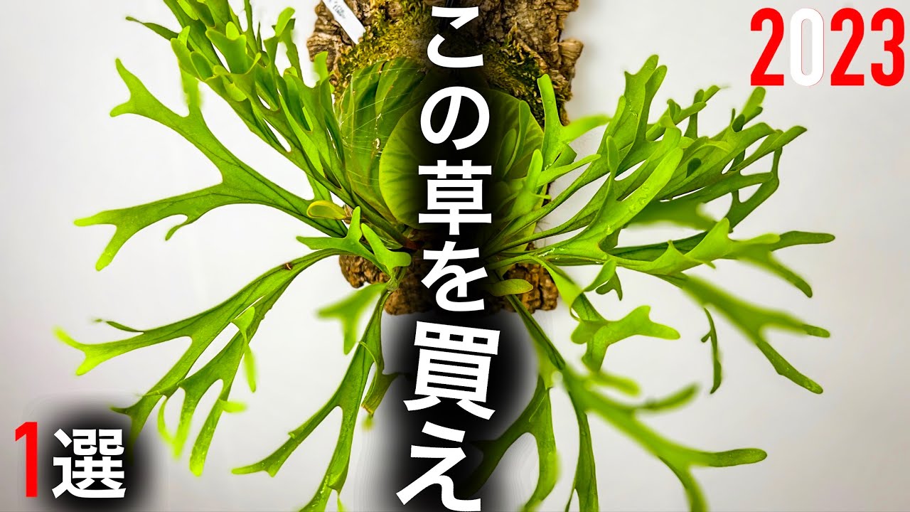 2023 Definitive Edition] A thorough explanation of the houseplant