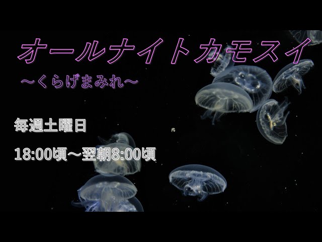 オールナイトカモスイ ～くらげまみれ～ #239 ミズクラゲ - YouTube