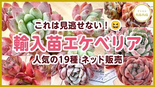 Succulents] 19 imported Echeveria seedlings now available