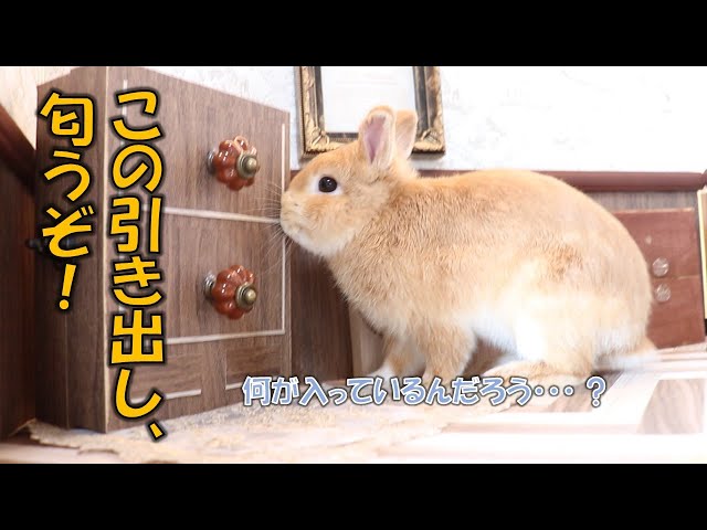 スタッフの妄想】うさぎさんサイズになって一緒に遊びた～い！ - YouTube