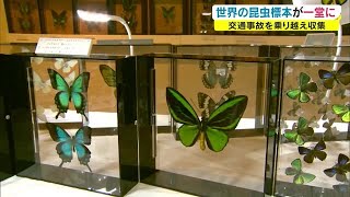 世界一美しいチョウとは…約2000点展示 交通事故から生還し昆虫