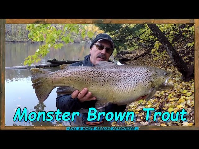 18 LB Brown Trout on the Oak Orchard river - new personal best
