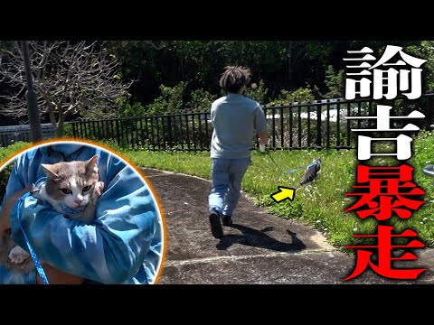 nekko1127@猫飼ってます 379 nekko1127@猫飼ってます 379 nekko1127@猫