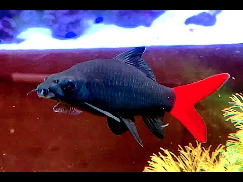レッドテールブラックシャーク Red Tailed Shark,Red-Tailed Black