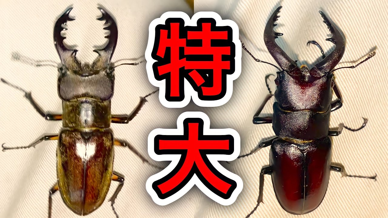 クワガタ採集]70㎜越えの特大ミヤマクワガタやノコギリクワガタGET