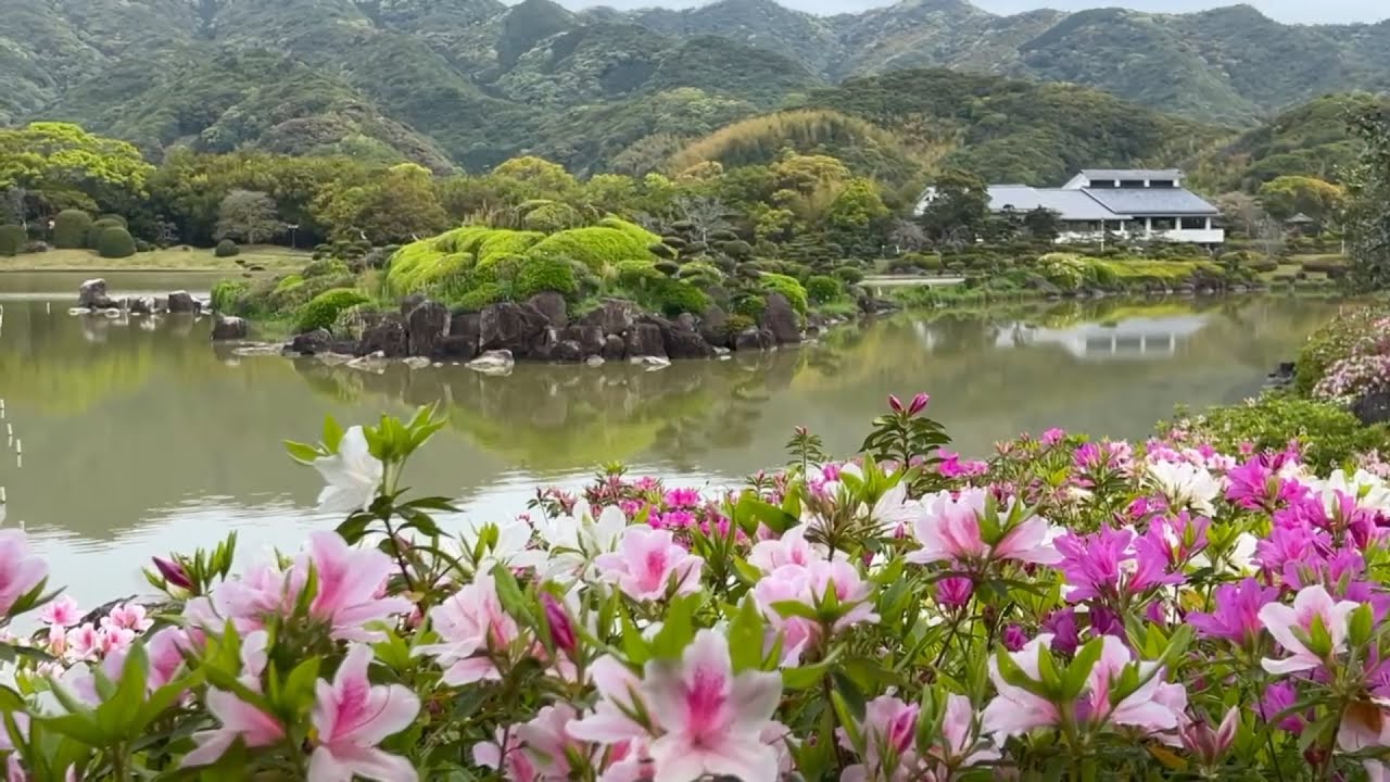 2024/04/13 躑躅咲始！ 南楽園 〜愛媛県宇和島市〜 - YouTube