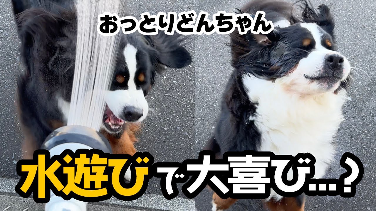 おっとりどんちゃん、水遊びで大喜び？【2歳1ヶ月バーニーズ
