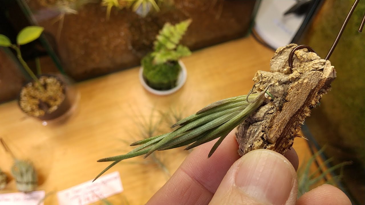 Introducing Tillandsia released on December 16, 2025 - YouTube