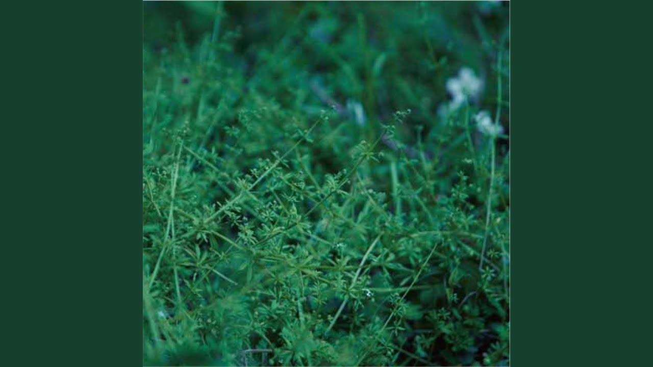 chouchou merged syrups. / ラストダンサー【Official Music Video