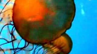 ヌジャベスのカバーをクラムボンとtoeで！】clammbon with yamazaki