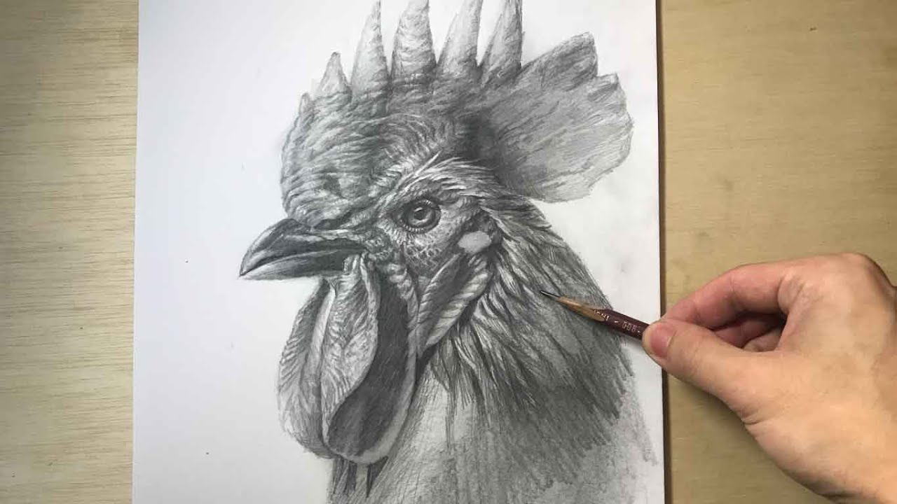 120【生配信】東京芸大生が描くニワトリ デッサン drawing - YouTube