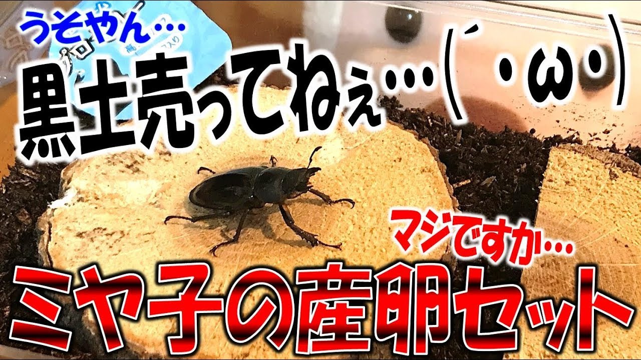 クワガタ＆カブトムシ☆昆虫採集 ミヤマクワガタの産卵セット組んで