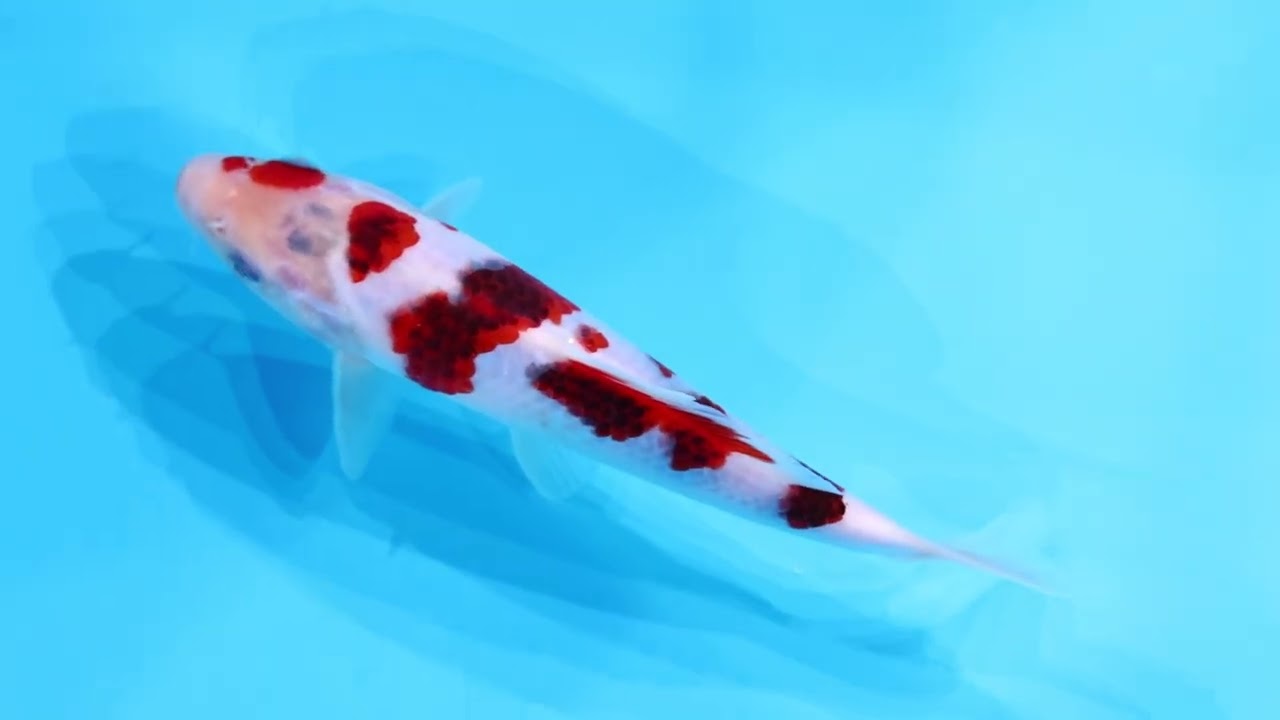 若鯉大会スペシャルオークション！】260302-096の出品鯉のご紹介