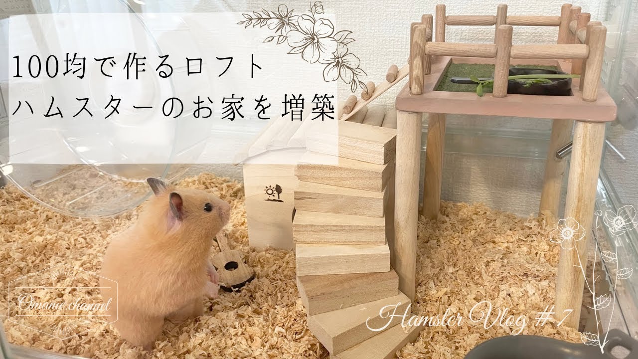 Vlog#7 | ハムスターにロフトを作って増築してみたけど…|hamster Vlog