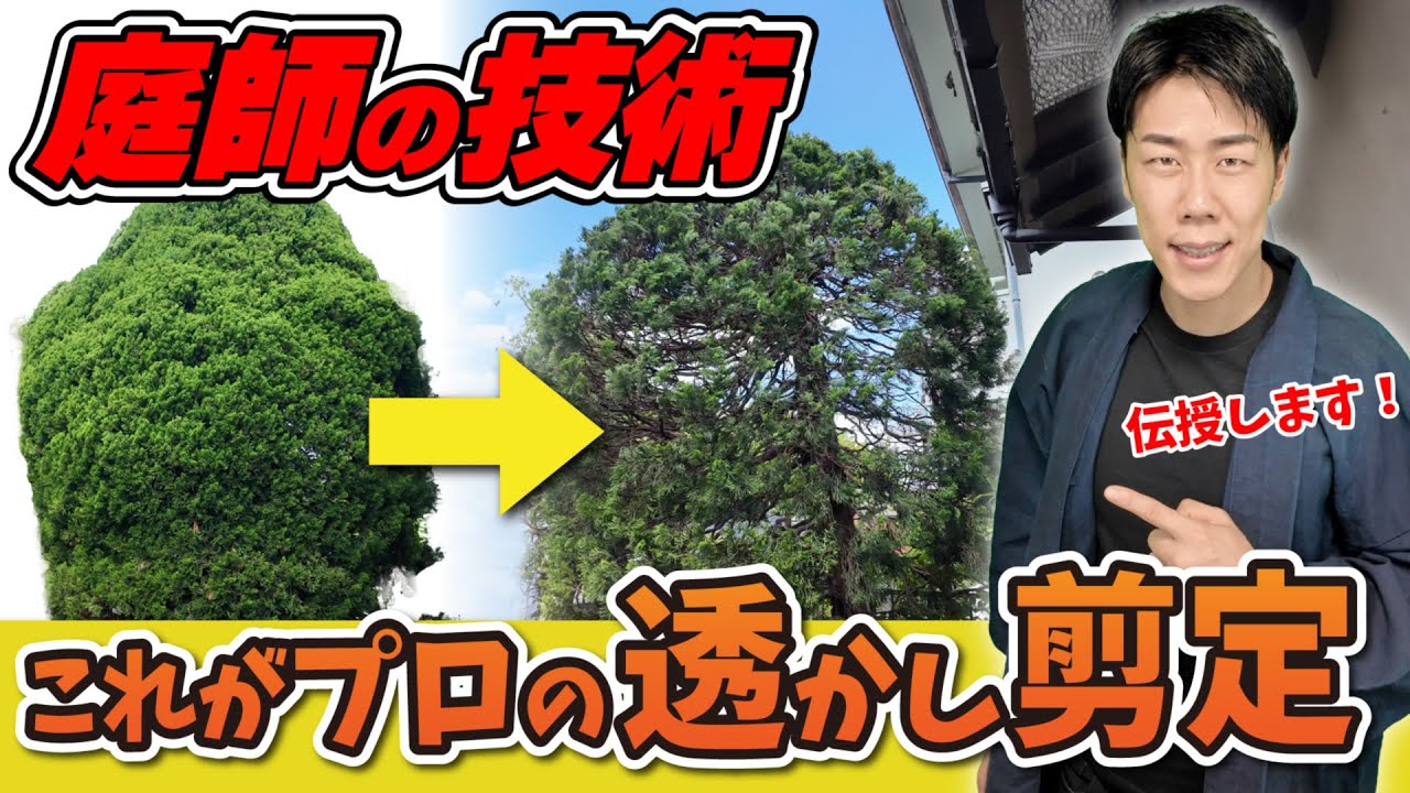 Japanese gardeners pruning technique - YouTube