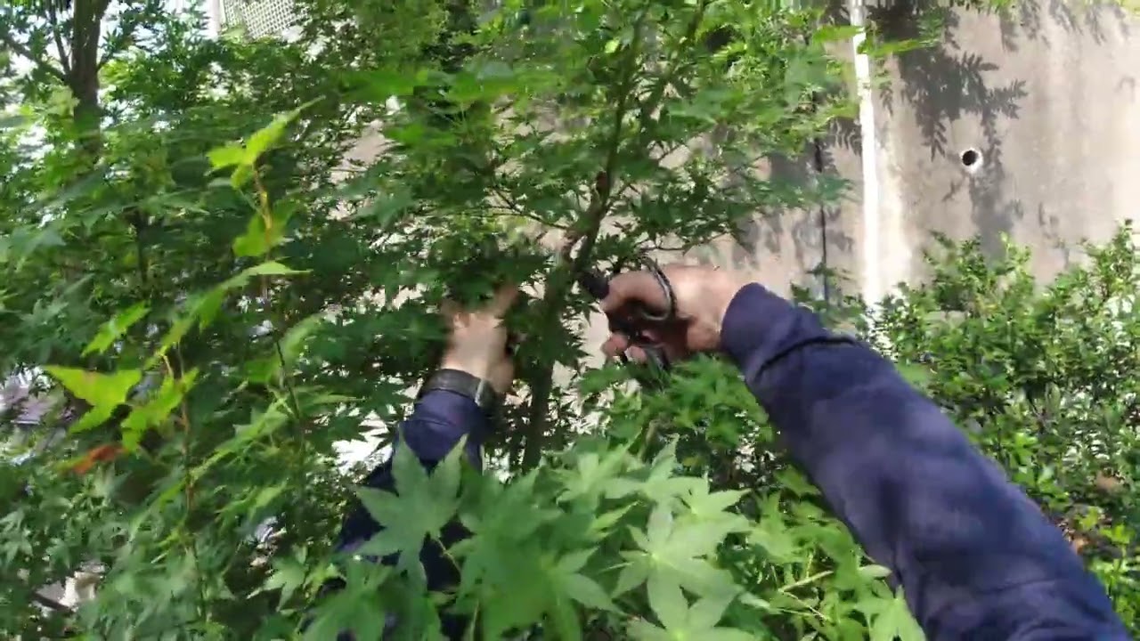 No.242_ Summer pruning of Japanese maple trees 2 (continued) - YouTube