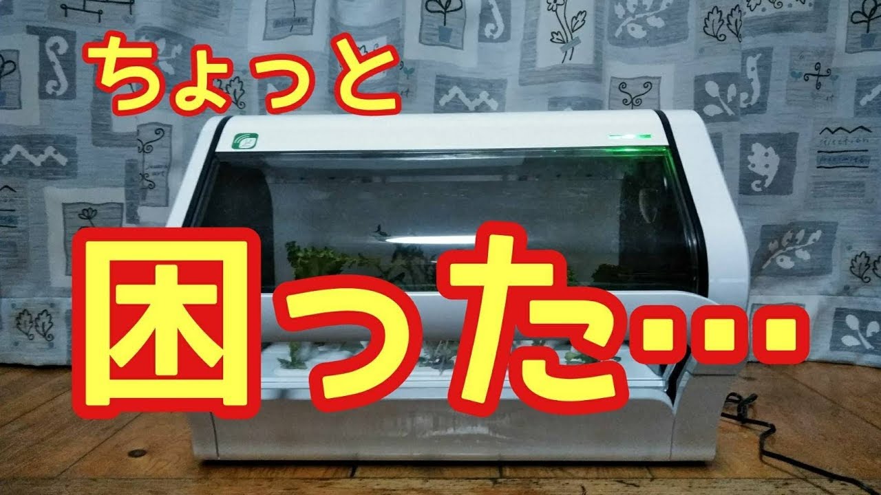 やさい物語#20】ちょっと困った…。【沖縄セルラーiot水耕栽培キット