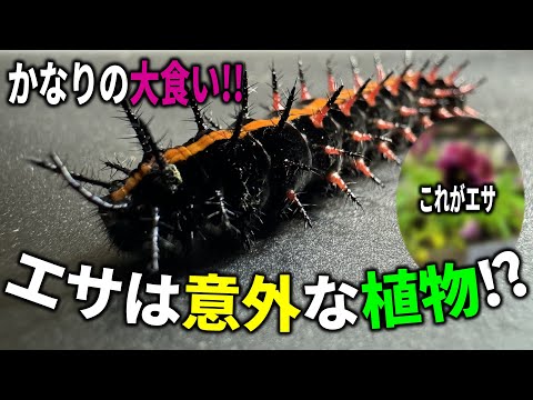 めちゃくちゃ食べる！拾ってきた幼虫の食べ物が意外過ぎた件 - YouTube